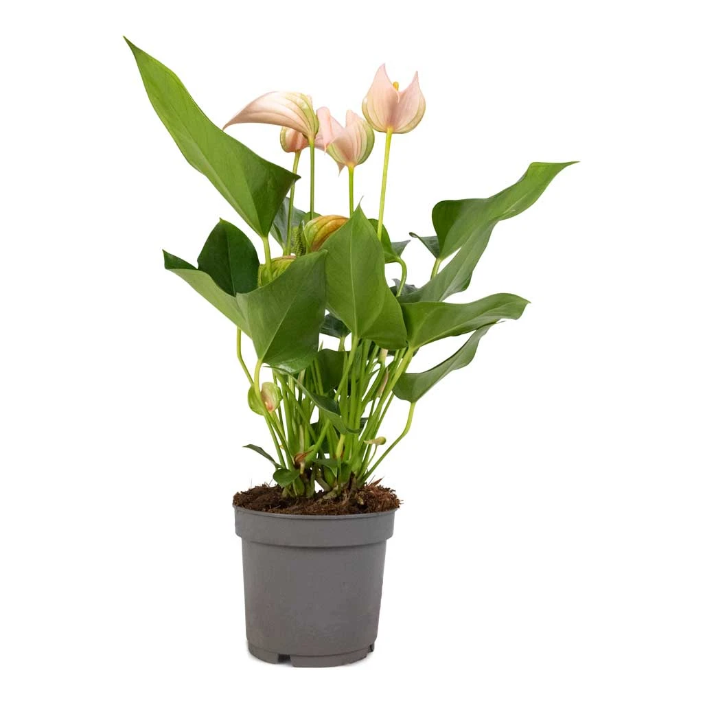 Anthurium - Flamingo Flower - Joli Peach 10 Anthurium - Flamingo Flower - Joli Peach - Image 8