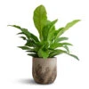 Anthurium Elipticum - Jungle Bush 2 Anthurium Elipticum - Jungle Bush -Hortology Plants Shop Anthurium elipticum Jungle Bush 24x60m Albero Plant Pot Cement 28x26cm 4b16f426 4013 4e82 9a90 47c39f5cf226