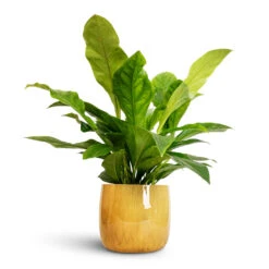 Babet Plant Pot - Camel -Hortology Plants Shop Anthurium elipticum Jungle Bush 24x60m Babet Plant Pot Pine 27x23cm