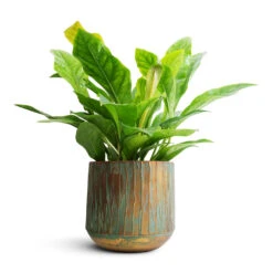 Anthurium Elipticum - Jungle Bush 17 Anthurium Elipticum - Jungle Bush -Hortology Plants Shop Anthurium elipticum Jungle Bush 24x60m Caro Metal Plant Pot Copper Green 28x27cm