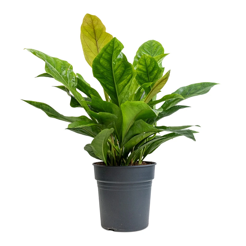 Anthurium Elipticum - Jungle Bush 6 Anthurium Elipticum - Jungle Bush - Image 4