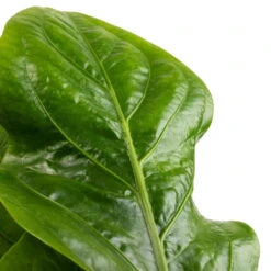 Anthurium Elipticum - Jungle Bush 16 Anthurium Elipticum - Jungle Bush -Hortology Plants Shop Anthurium elipticum Jungle Bush SWATCH