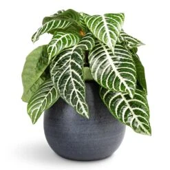 Aphelandra Squarrosa Botanica - Zebra Plant 10 Aphelandra Squarrosa Botanica - Zebra Plant -Hortology Plants Shop Aphelandra squarrosa Botanica Zebra Plant 13x35cm Esra Plant Pot Graphite 18x16cm
