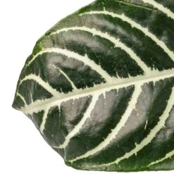 Aphelandra Squarrosa Botanica - Zebra Plant 12 Aphelandra Squarrosa Botanica - Zebra Plant -Hortology Plants Shop Aphelandra squarrosa Botanica Zebra Plant SWATCH 2