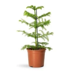Araucaria Heterophylla - Norfolk Island Pine 27 Araucaria Heterophylla - Norfolk Island Pine -Hortology Plants Shop Araucaria heterophylla Norfolk Island Pine 14x45cm 2