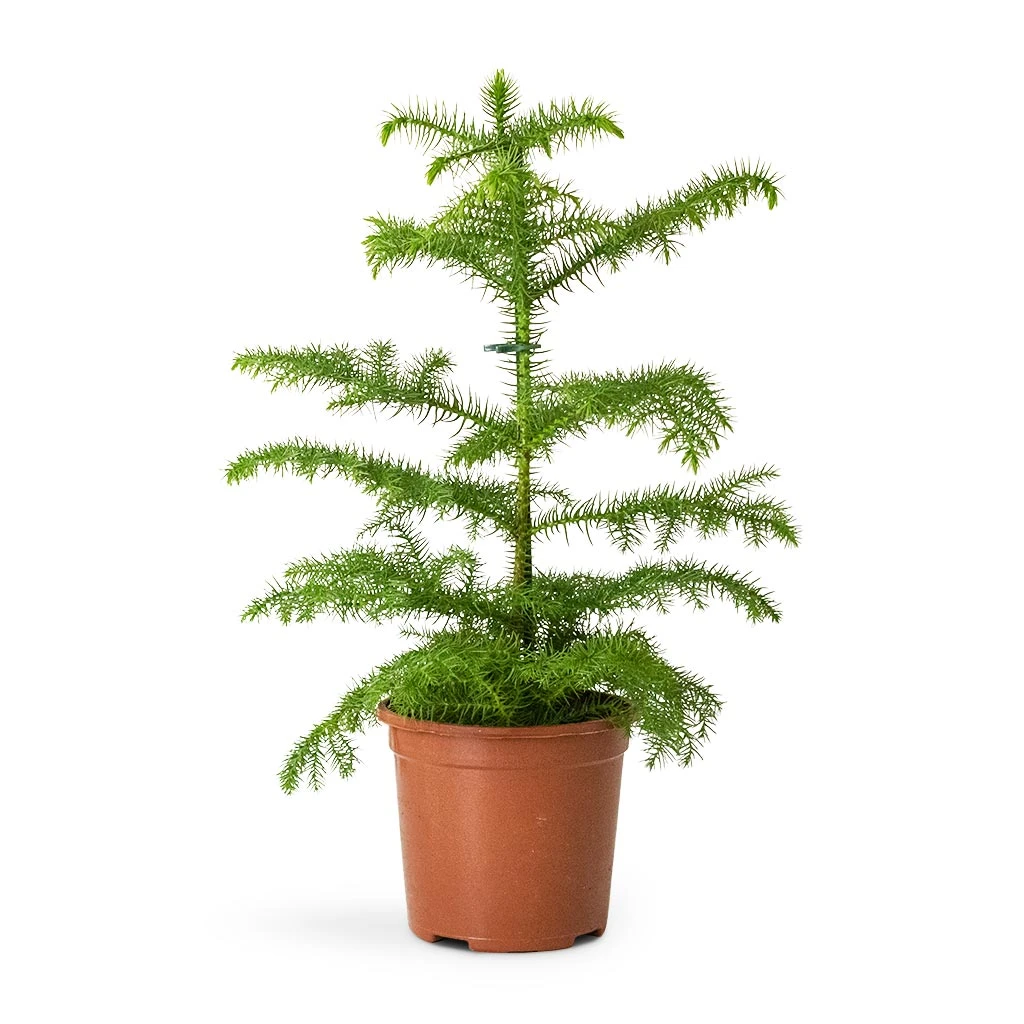 Araucaria Heterophylla - Norfolk Island Pine 8 Araucaria Heterophylla - Norfolk Island Pine - Image 6