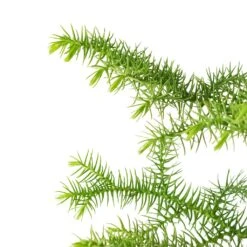 Araucaria Heterophylla - Norfolk Island Pine 22 Araucaria Heterophylla - Norfolk Island Pine -Hortology Plants Shop Araucaria heterophylla Norfolk Island Pine 14x45cm close up 2