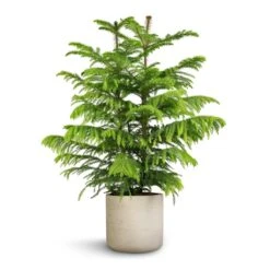 Araucaria Heterophylla - Norfolk Island Pine 32 Araucaria Heterophylla - Norfolk Island Pine -Hortology Plants Shop Araucaria heterophylla Norfolk Island Pine 22x90cm Charlie Plant Pot Grey Washed 25x24cm