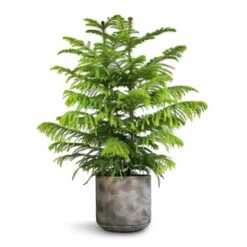 Saar Plant Pot - Earth Cement 37 Saar Plant Pot - Earth Cement -Hortology Plants Shop Araucaria heterophylla Norfolk Island Pine 22x90cm Saar Plant Pot Earth Cement 26x25cm 6cc8554a 37fa 4ab0 bd1f c73886629023
