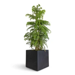 Araucaria Heterophylla - Norfolk Island Pine 20 Araucaria Heterophylla - Norfolk Island Pine -Hortology Plants Shop Araucaria heterophylla Norfolk Island Pine 27x100cm Grigio Cube Planter Anthracite Concrete 30x30x30cm