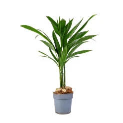 Areca Catechu - Betel Nut Palm 9 Areca Catechu - Betel Nut Palm -Hortology Plants Shop Areca catechu Betel Nut Palm 12x50cm