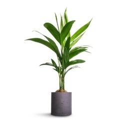Puk Plant Pot - Black Washed 21 Puk Plant Pot - Black Washed -Hortology Plants Shop Areca catechu Betel Nut Palm 12x50cm Puk Plant Pot Black Washed 15x15cm a04d62b4 ff93 4766 a0e3 59dc96f82342