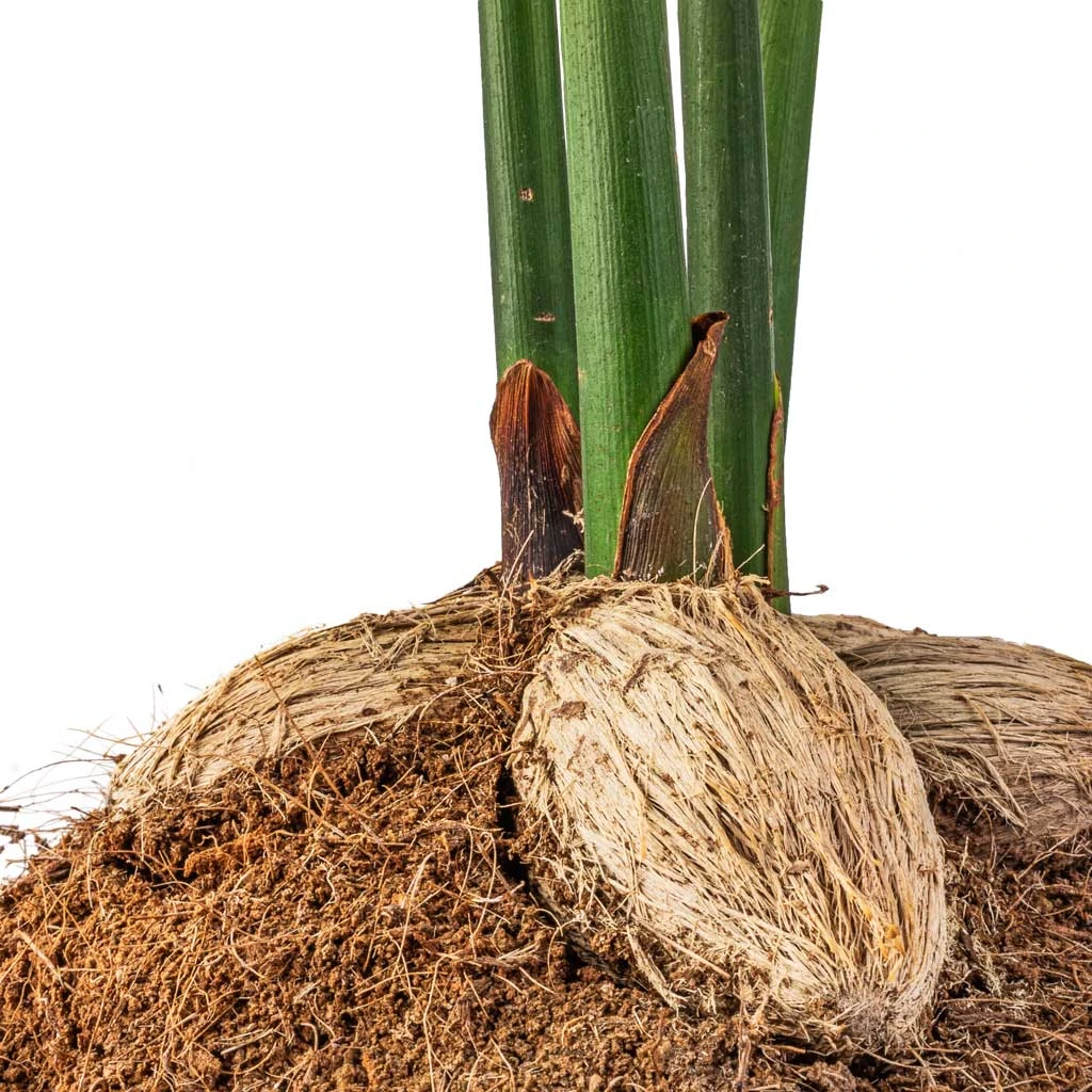 Areca Catechu - Betel Nut Palm 4 Areca Catechu - Betel Nut Palm - Image 2