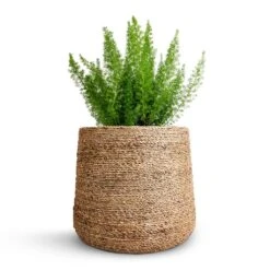 Patt Plant Pot - Straw Grass -Hortology Plants Shop Asparagus densiflorus Myersii Foxtail Fern 17x60cm Patt Plant Pot Straw Grass 25x22cm beac3470 44b8 41b4 8186 ab9051782707