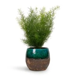 Asparagus Densiflorus Sprengeri - Emerald Feather Fern -Hortology Plants Shop Asparagus densiflorus Sprengeri Emerald Feather Fern 12x30cm Lindy Plant Pot Black Green 19x16cm