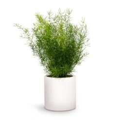 Asparagus Densiflorus Sprengeri - Emerald Feather Fern -Hortology Plants Shop Asparagus densiflorus Sprengeri Emerald Feather Fern 12x30cm Puk Planter Matt White 15x15cm