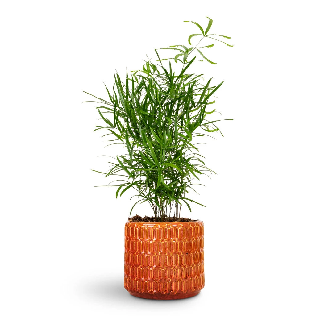 Flor Plant Pot - Orange 13 Flor Plant Pot - Orange - Image 11