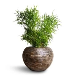 Asparagus Falcatus - Sicklethorn 16 Asparagus Falcatus - Sicklethorn -Hortology Plants Shop Asparagus falcatus Sicklethorn 17x45cm Luxe Lite Wrinkle Globe Planter Bronze 33x24cm