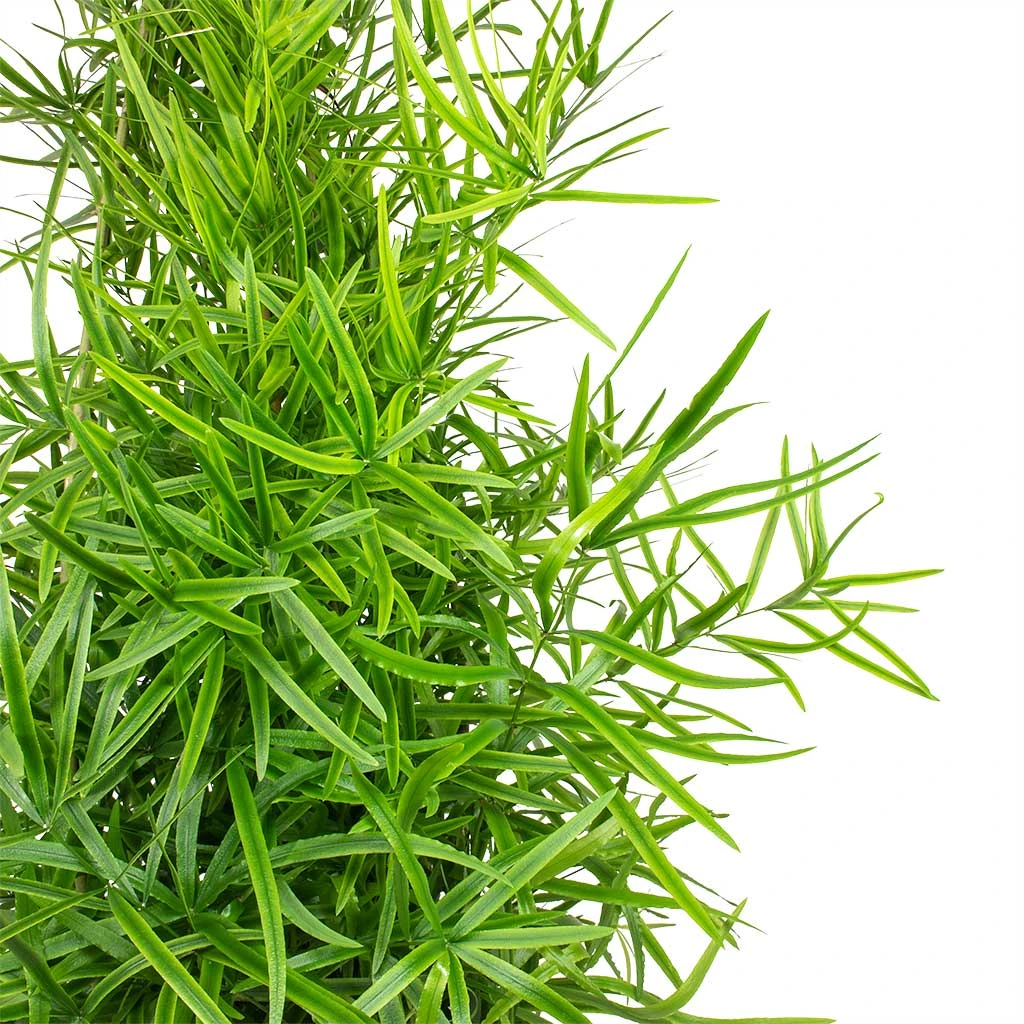 Asparagus Falcatus - Sicklethorn 4 Asparagus Falcatus - Sicklethorn - Image 2