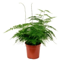 Asparagus Setaceus - Lace Fern -Hortology Plants Shop Asparagus setaceus 60cm