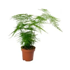 Asparagus Setaceus - Lace Fern -Hortology Plants Shop Asparagus setaceus Lace Fern 12x30cm