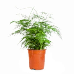 Asparagus Setaceus - Lace Fern -Hortology Plants Shop Asparagus setaceus Lace Fern 21x50cm