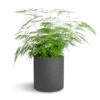 Asparagus Setaceus - Lace Fern 2 Asparagus Setaceus - Lace Fern -Hortology Plants Shop Asparagus setaceus Lace Fern 21x50cm Puk Plant Pot Black Washed 25x25cm