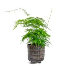 Asparagus Setaceus - Lace Fern -Hortology Plants Shop Asparagus setaceus Lace Fern Denise Plant Pot Blue Bronze