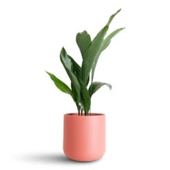 Lisbon Plant Pot - Blush Rose 17 Lisbon Plant Pot - Blush Rose -Hortology Plants Shop Aspidistra 15x60cm Lisbon Pot Blush Rose 18.5x18.5cm
