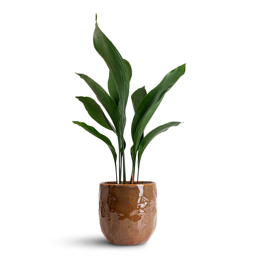 Aspidistra - Cast Iron Plant 15 Aspidistra - Cast Iron Plant - Image 13