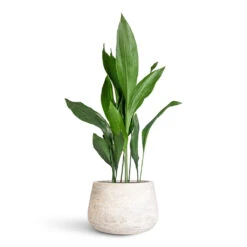 Aspidistra - Cast Iron Plant 29 Aspidistra - Cast Iron Plant -Hortology Plants Shop Aspidistra 21x90cm Algar Darcy Planter White 37x24cm