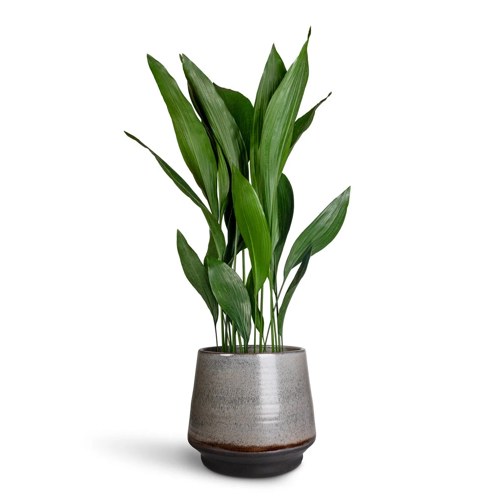 Aspidistra - Cast Iron Plant 9 Aspidistra - Cast Iron Plant - Image 7