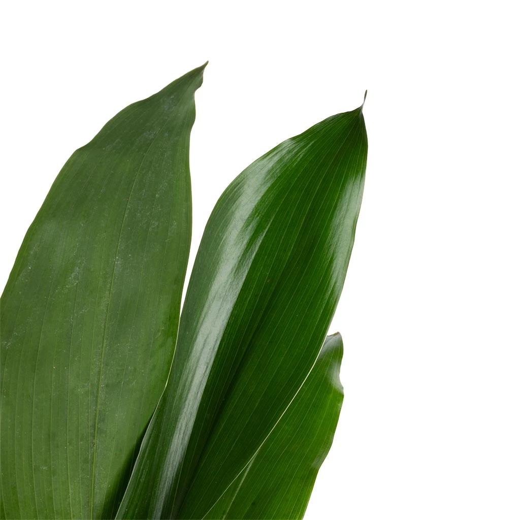 Aspidistra - Cast Iron Plant 14 Aspidistra - Cast Iron Plant - Image 12