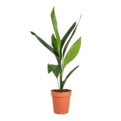 Aspidistra - Cast Iron Plant 26 Aspidistra - Cast Iron Plant -Hortology Plants Shop Aspidistra Cast Iron Plant 13x50cm 4
