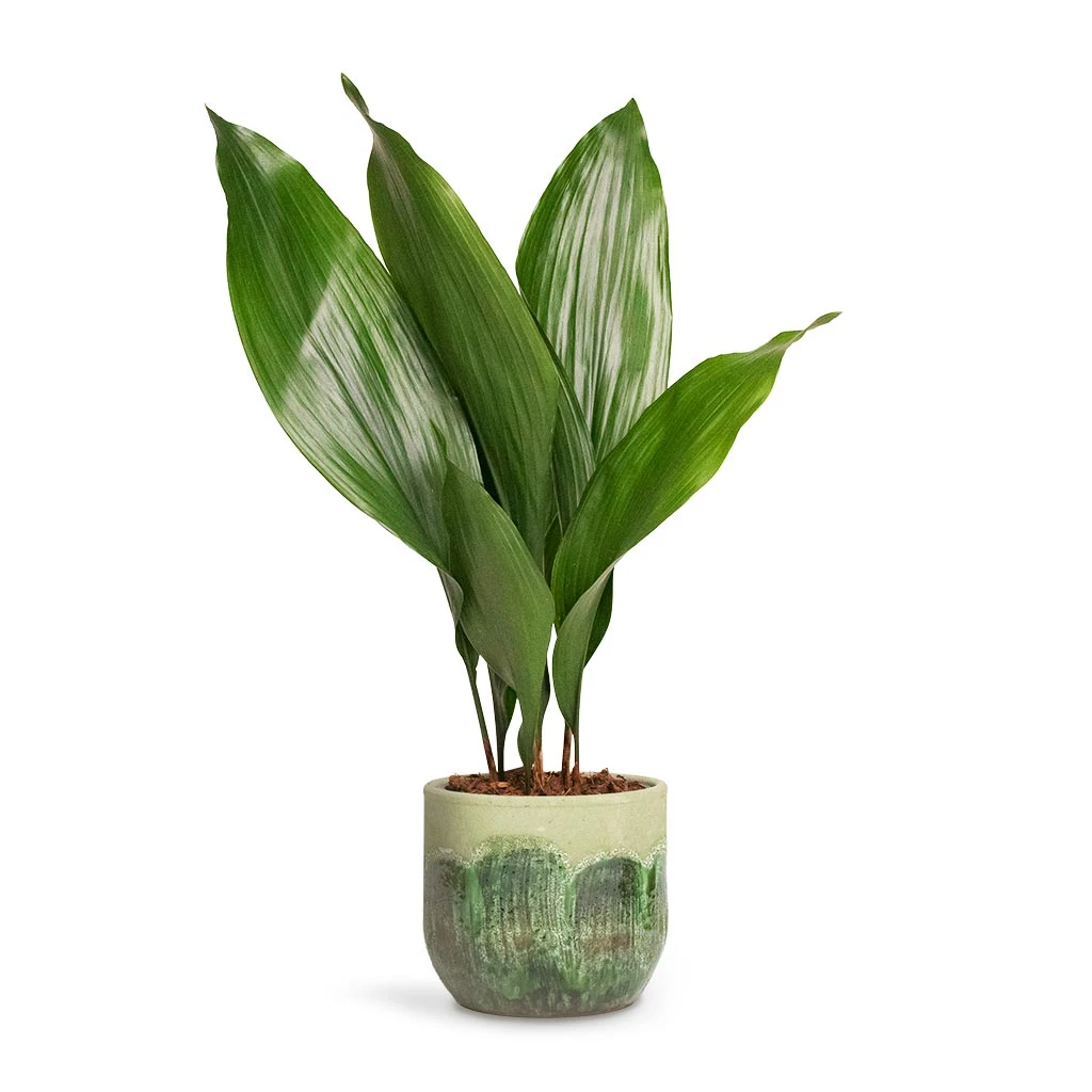 Aspidistra - Cast Iron Plant 5 Aspidistra - Cast Iron Plant - Image 3