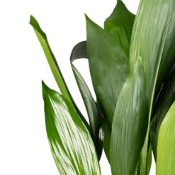 Aspidistra - Cast Iron Plant 25 Aspidistra - Cast Iron Plant -Hortology Plants Shop Aspidistra Cast Iron Plant 15x60cm 2