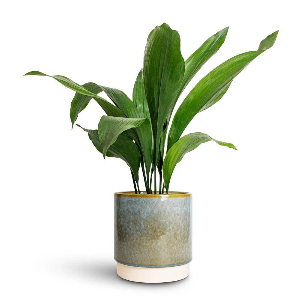 Aspidistra - Cast Iron Plant 8 Aspidistra - Cast Iron Plant - Image 6