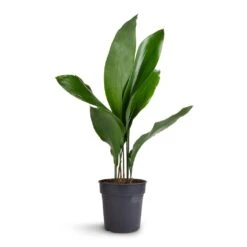 Aspidistra - Cast Iron Plant 30 Aspidistra - Cast Iron Plant -Hortology Plants Shop Aspidistra Cast Iron Plant 15x60cm 99aef96f a9bd 424d 852b 74f9dbbdc04a