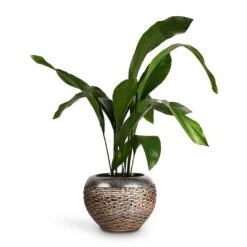 Aspidistra - Cast Iron Plant 36 Aspidistra - Cast Iron Plant -Hortology Plants Shop Aspidistra Cast Iron Plant 17x80cm Luxe Lite Layer Globe Planter Bronze 28x20cm de5057ff 148b 4c39 9039 d945d87d5572