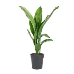Aspidistra - Cast Iron Plant 32 Aspidistra - Cast Iron Plant -Hortology Plants Shop Aspidistra Cast Iron Plant 19x80cm