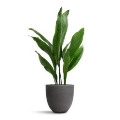 Aspidistra - Cast Iron Plant 40 Aspidistra - Cast Iron Plant -Hortology Plants Shop Aspidistra Cast Iron Plant 19x80cm Mini Jesslyn Plant Pot Black Washed 25x21cm