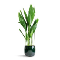 Aspidistra - Cast Iron Plant 41 Aspidistra - Cast Iron Plant -Hortology Plants Shop Aspidistra Cast Iron Plant 24x110cm Babet Plant Pot Pine 27x23cm