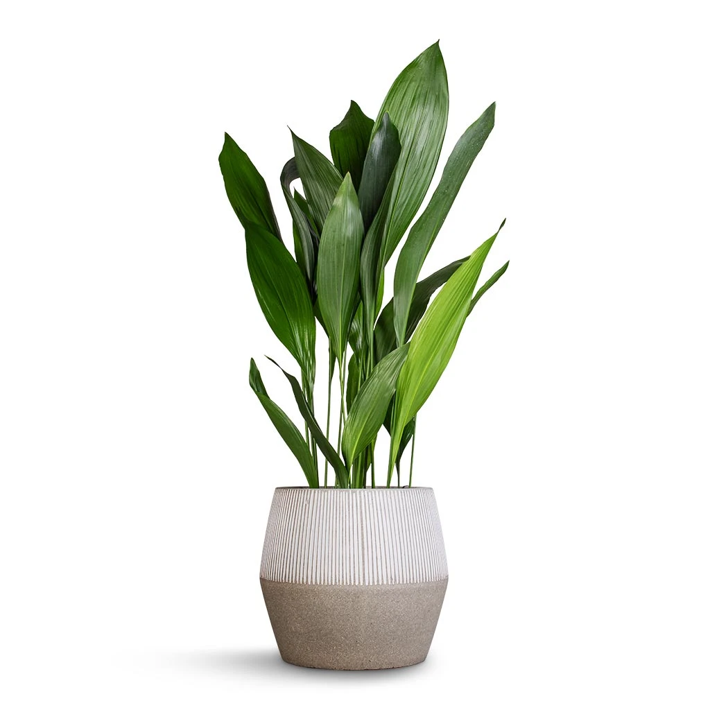 Aspidistra - Cast Iron Plant 4 Aspidistra - Cast Iron Plant - Image 2