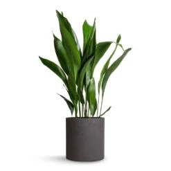 Aspidistra - Cast Iron Plant 38 Aspidistra - Cast Iron Plant -Hortology Plants Shop Aspidistra Cast Iron Plant 24x110cm Max Plant Pot Black Washed 30x30cm