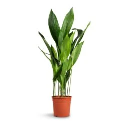 Aspidistra - Cast Iron Plant 39 Aspidistra - Cast Iron Plant -Hortology Plants Shop Aspidistra Cast Iron Plant 24x110cm xl