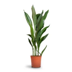Aspidistra - Cast Iron Plant 37 Aspidistra - Cast Iron Plant -Hortology Plants Shop Aspidistra Cast Iron Plant 24x110cm 12d6a488 4f3c 4a98 adc7 228e66c48a6a