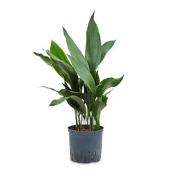 Aspidistra - Cast Iron Plant - HydroCare -Hortology Plants Shop Aspidistra Cast Iron Plant HydroCare 18 19x80cm