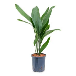 Aspidistra - Cast Iron Plant - HydroCare -Hortology Plants Shop Aspidistra Cast Iron Plant HydroCare 22 19x75cm