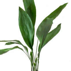 Aspidistra - Cast Iron Plant 31 Aspidistra - Cast Iron Plant -Hortology Plants Shop Aspidistra Cast Iron Plant Leaves