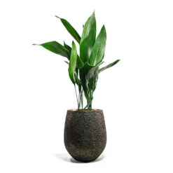 Opus Hit Darcy Planter - Gold 37 Opus Hit Darcy Planter - Gold -Hortology Plants Shop Aspidistra Cast Iron Plant Opus Hit Darcy Planter Gold